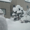 雪はまだ降り続く