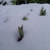 雪の中の芽