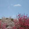長瀞渓谷 紅葉 ２０２１年 見頃は？