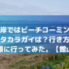 坂田海岸ではビーチコーミング出来る？タカラガイは？行き方は？トイレは？行ってみた。【館山】 