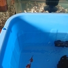 脂肪ではなく筋肉を付けたい金魚