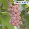 高浜ぶどうの収穫　白ワインの原料に【熊本】
