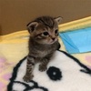 赤ちゃん猫の世話はけっこう大変である