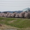 関東の端でも桜満開
