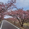 浜岡砂丘 河津桜とパン