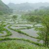 雨の棚田