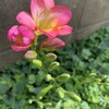 名残の花見