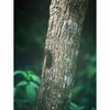 200mm