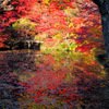 森林植物園 de 紅葉狩り