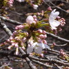 桜の開花