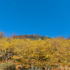 筑波山梅林の蝋梅～つくば市とその周辺の風景写真案内（１３５４） 