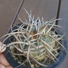 光琳玉