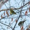 枝も凍る厳冬期の鳥さんたち