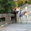 くよくよしないでいまを生きる犬。