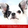 シャル犬生初めての遠出は愛知県小牧市【2023年３月の小牧基地オープンベース◆その１】