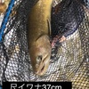 禁漁間近の尺越イワナとの闘い