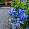 吉田神社のあじさい、見頃や開花状況。