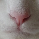 3丁目の猫