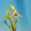 Maxillaria estradae 