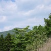 ミズキ咲く