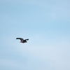 Grey Parrot ヨウム