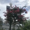 百日紅