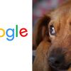 Googleはアフリカの「子犬詐欺」を訴えます