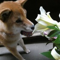 花より　ボール！？　いやいや　スリッパ！？