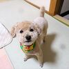 トリミング