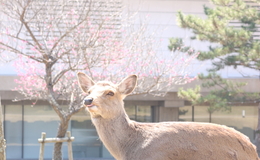 記事を見る