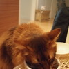 猫たちの日常と、ヒトのまだまだ非日常