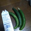 ■2025-07-06（日）でかいキュウリが採れた