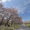 🌸小石川植物園　新緑と桜並木🌿