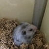 しろあん226日目