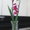 春咲きグラジオラスと薔薇