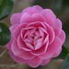 山茶花