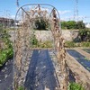 キュウリネット、畝撤収