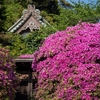 花映えの路【安養院】山門前の丁寧なツツジのお知らせ