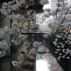 今日の桜は日本橋川の桜です