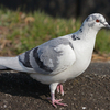 ☆身近な野鳥達☆