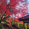 【京都】『栄摂院』に行ってきました。 京都紅葉 京都観光 そうだ京都行こう 