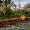 西彼諸島のねこさん