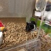 くろごまあん687日目