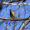 お山の鳥見