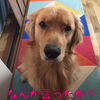 この犬にしてこの飼い主あり