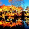 大磯町 もみじのライトアップ2018年11月23日(金)～11月25日(日)