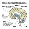 パニック障害メカニズム