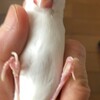 ⌲爪切り