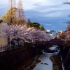 朝の花