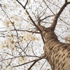 北京一の桜スポット「玉淵潭公園」へ行ってみた